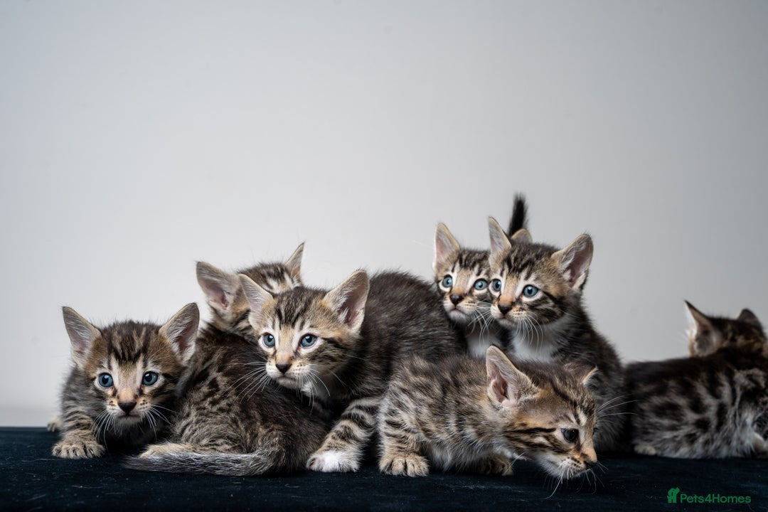 Bengal cats for sale: Gorgeous kittens, Wild-Patterned, Stunning Looks - Image 6