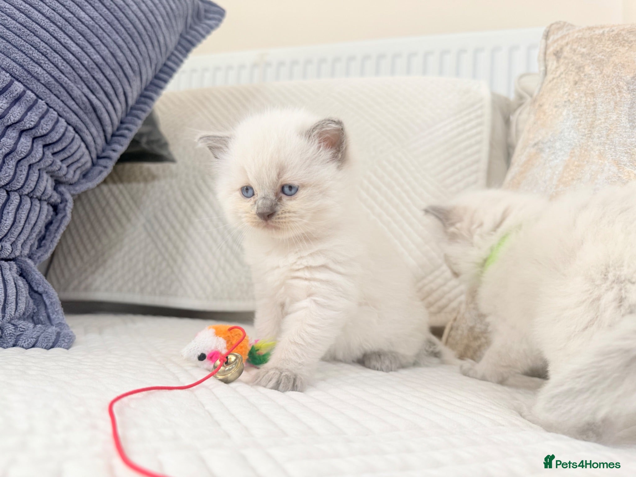 Ragdoll cats 3 Blue Point Kittens for sale - All Boys!! - Advert 1