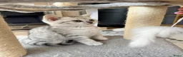 British Shorthair cats for sale: Four Beautiful BSH Tabby Kittens  - Advert 30