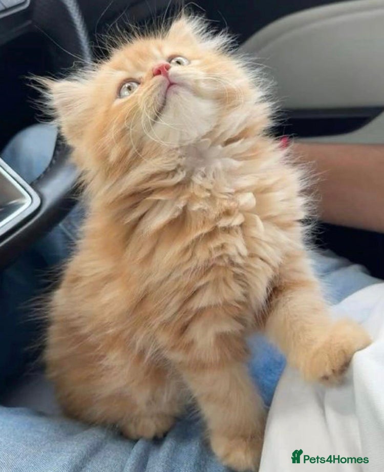 Mixed Breed cats Ragdoll X cute kittens  - Advert 6