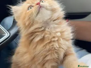 Mixed Breed cats Ragdoll X cute kittens - Advert 6