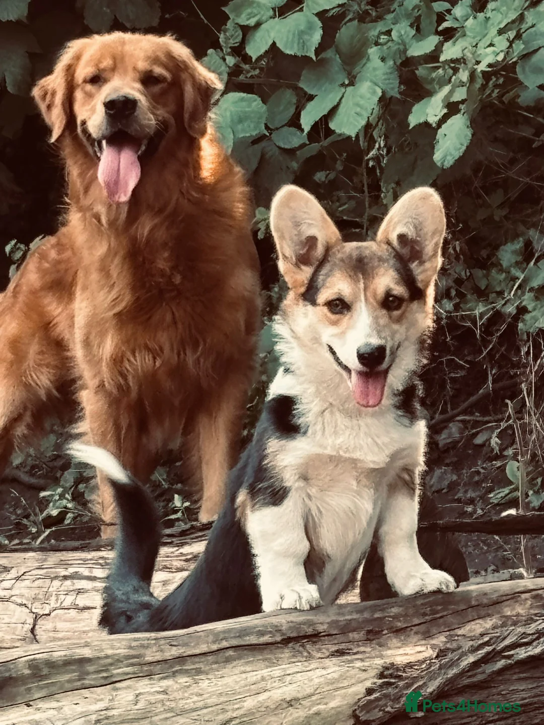 Golden Retriever dogs for sale: Trained, KC Reg, Fox Red, Golden Retriever - Advert 12