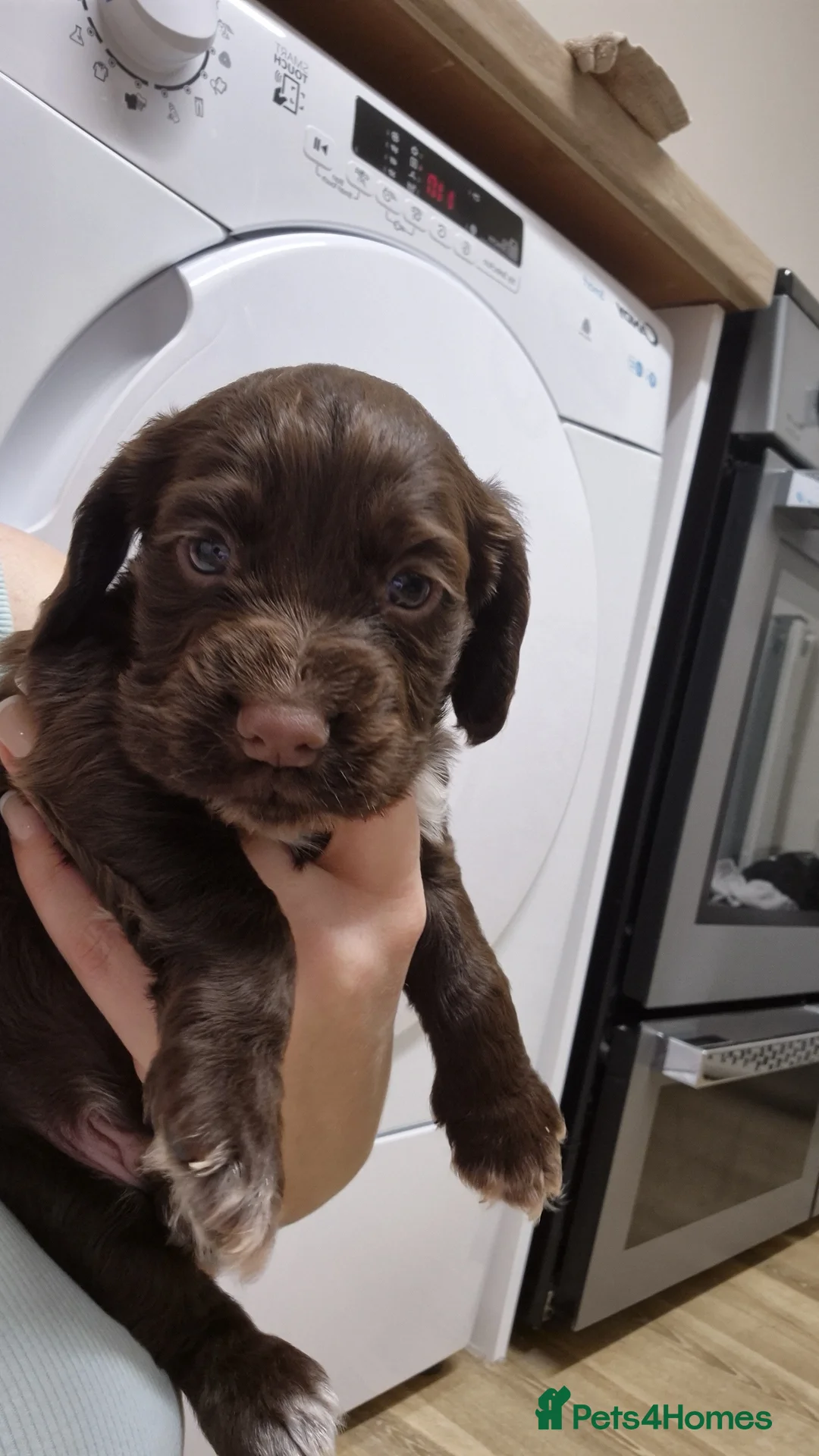 Cocker Spaniel dogs for sale: Working cocker spaniel pups - Advert 15