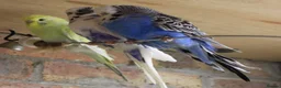 Budgerigars birds for sale: Budgies  in Sleaford - Advert 23