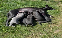 Whippet dogs for sale: 🐾 KC Registered Black Whippet Puppies 🐾 - Image 27