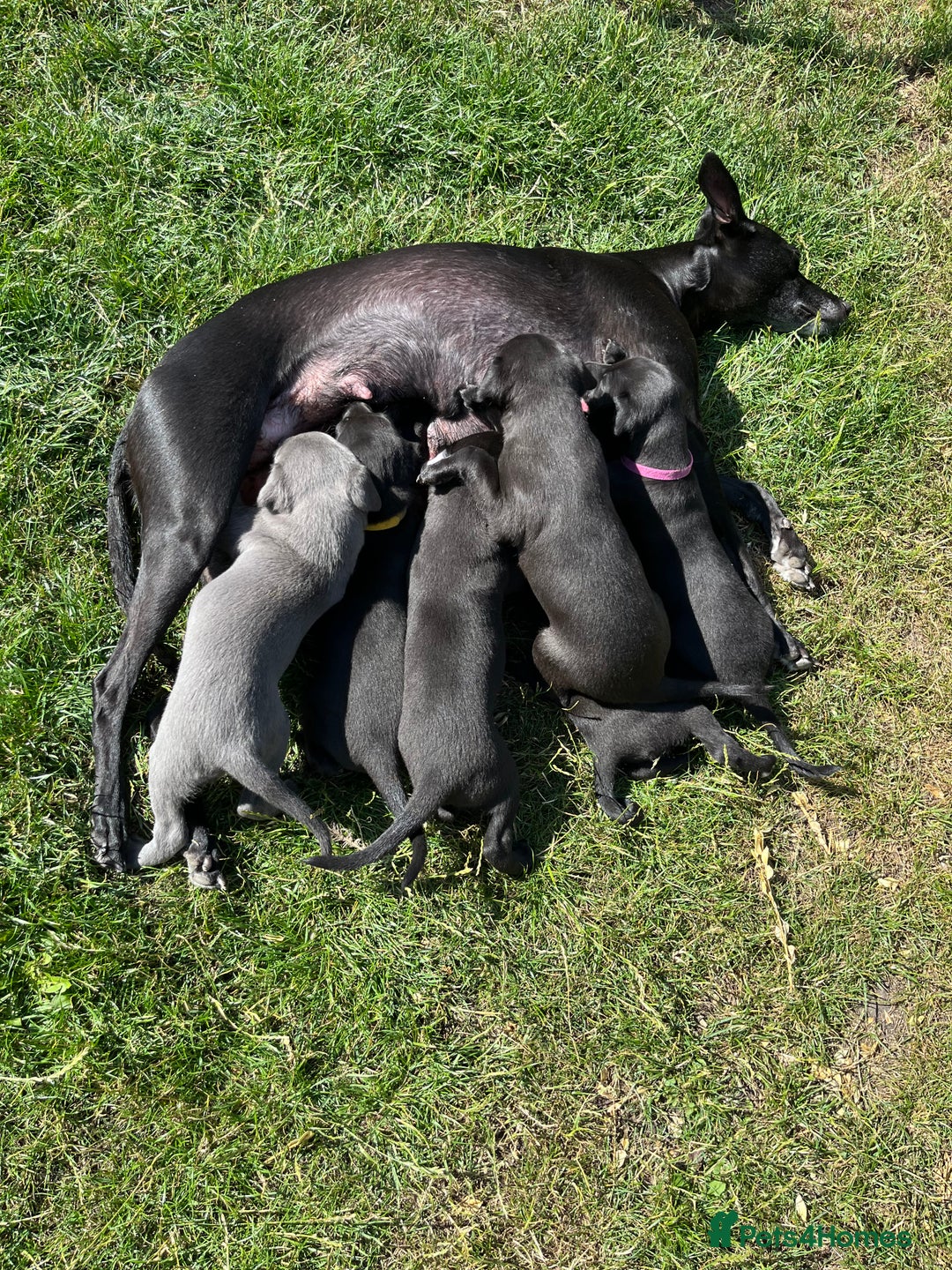 Whippet dogs for sale: 🐾 KC Registered Black Whippet Puppies 🐾 - Image 27