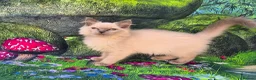 Ragdoll cats for sale: GCCF Registered Ragdoll Kittens  - Advert 25