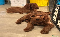 Irish Doodle dogs for sale: Irish doodles - Image 40