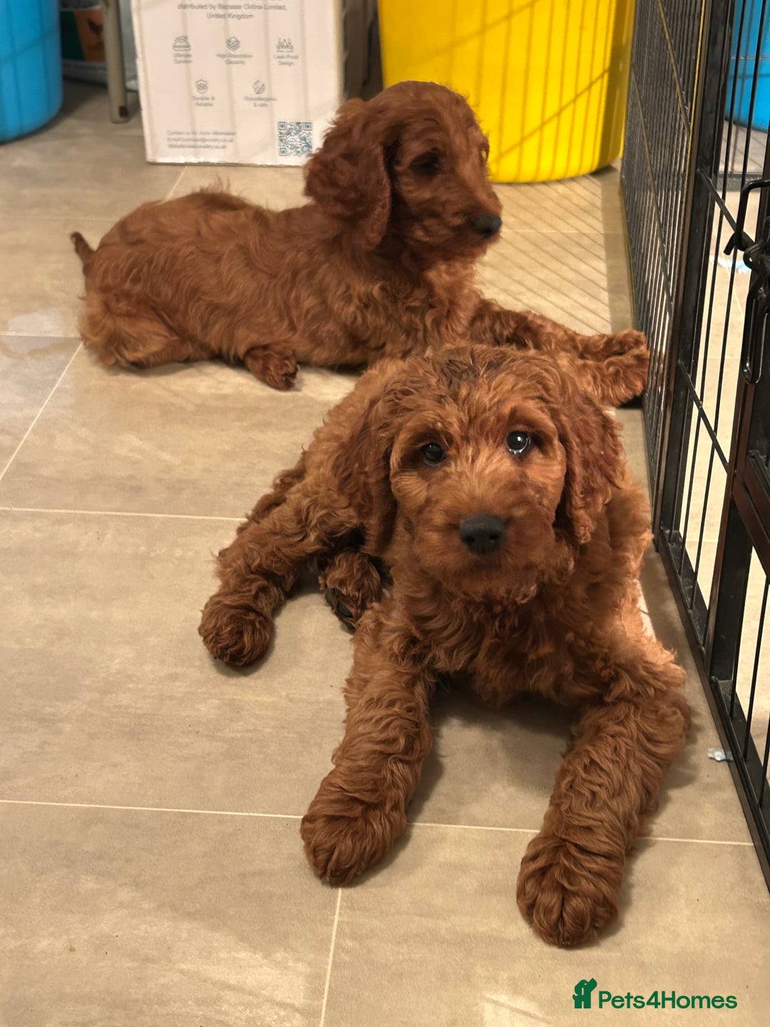 Irish Doodle dogs for sale: Irish doodles - Image 40