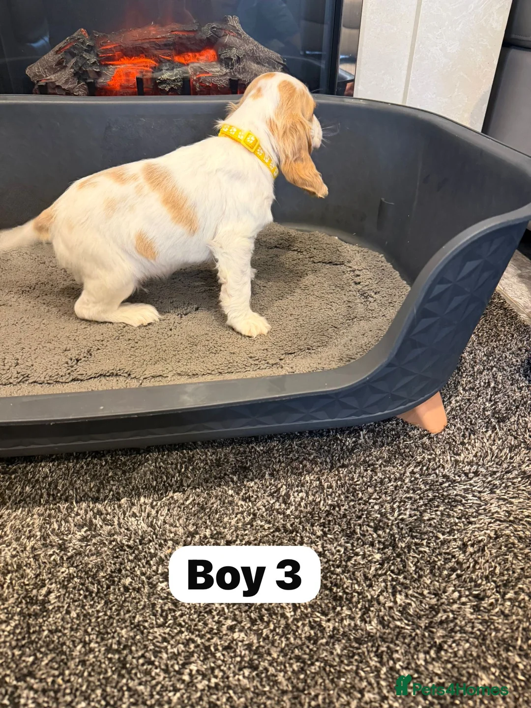 Cocker Spaniel dogs for sale: Beautiful adorable show type cocker spaniels - Advert 25