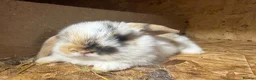 Mini Lop rabbits for sale: Beautiful fluffy mini lops  - Advert 3
