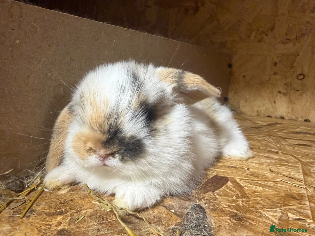 Mini Lop rabbits for sale: Beautiful fluffy mini lops  - Advert 2