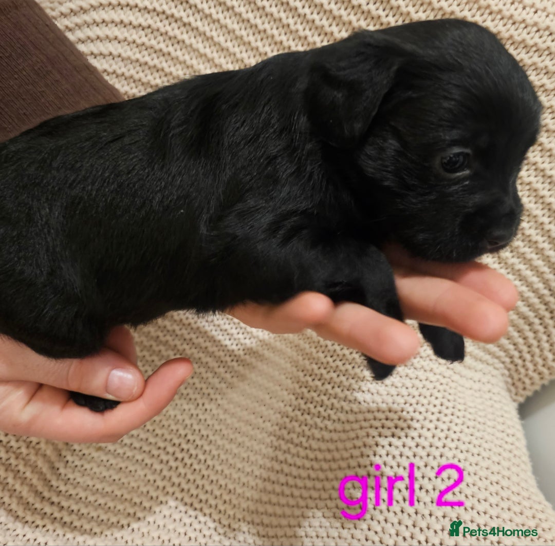 Mixed Breed dogs for sale: Froodle puppies  - Advert 21