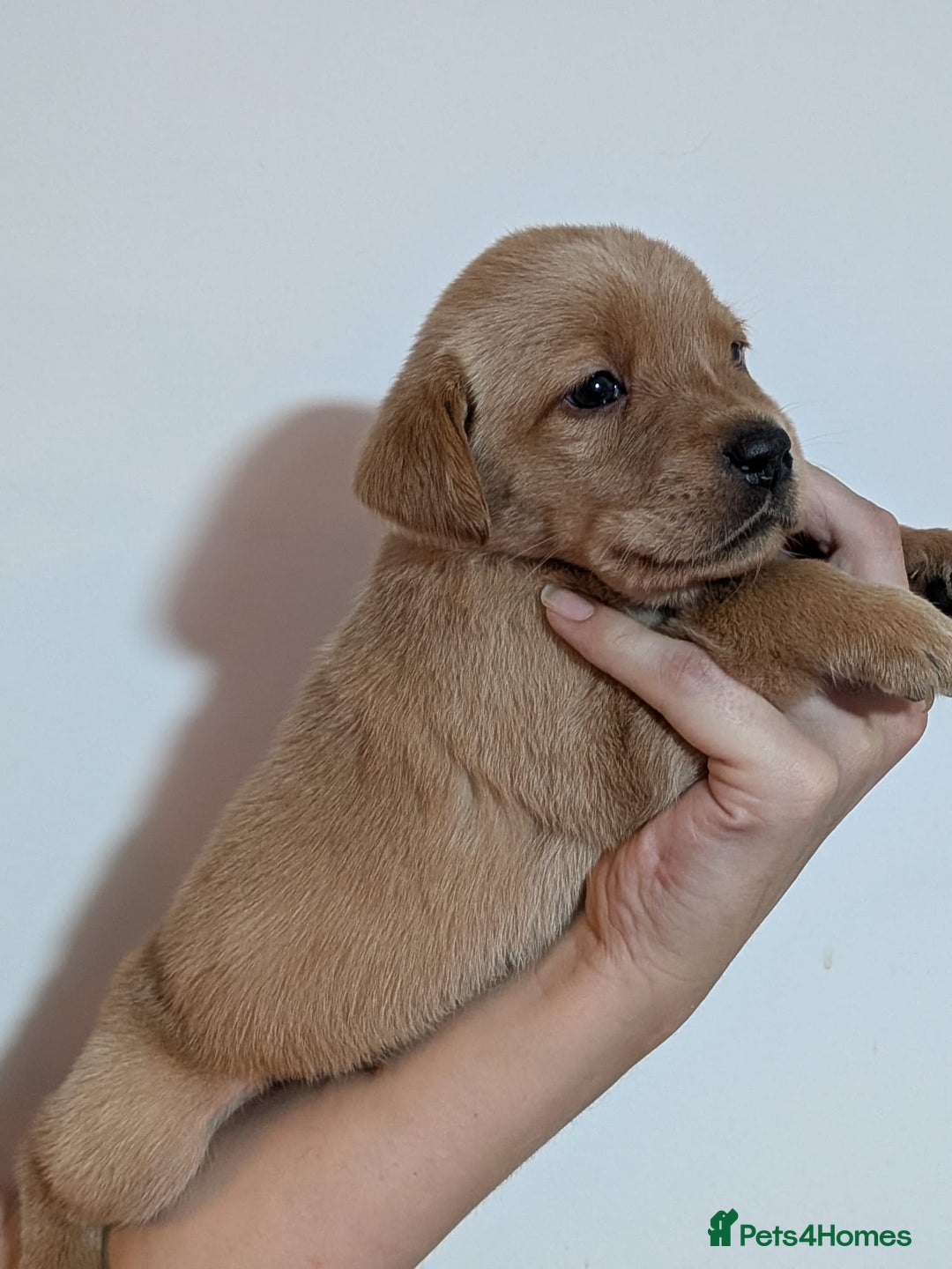 Labrador Retriever dogs for sale: 9 stunning Labrador retrievers 8 weeks old  - Advert 8