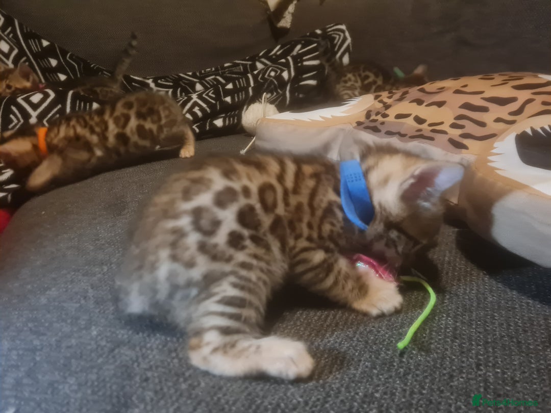 Bengal cats for sale: Ready now!🥰 ✨️3🐆Beautiful Full Bengal Kittens✨️ in Sutton - Image 25
