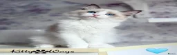 Ragdoll cats for sale: 🐾🩷*TICA REG* EU RAGDOLL KITTENS🌟 DNA CLEAR 🩵🐾 - Advert 9