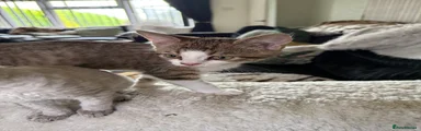 Devon rex x sphynx