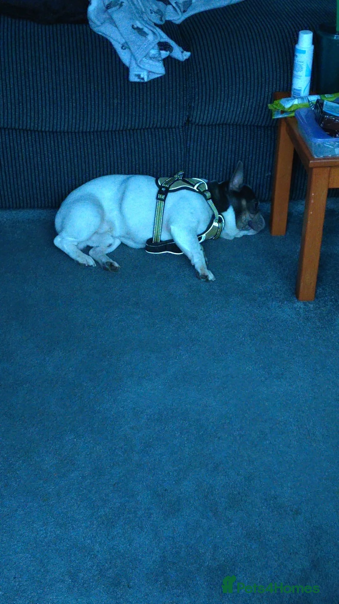 French Bulldog dogs for sale: French bulldog  - Advert 2