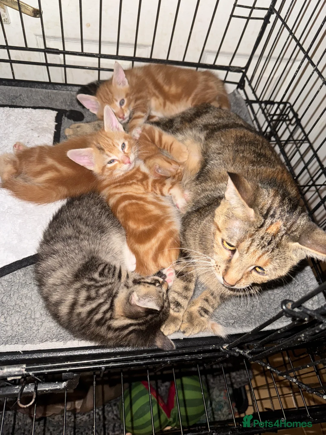 American Shorthair cats for sale: Beautiful Rare GingerKittens Alonghair X BSH cross - Advert 17
