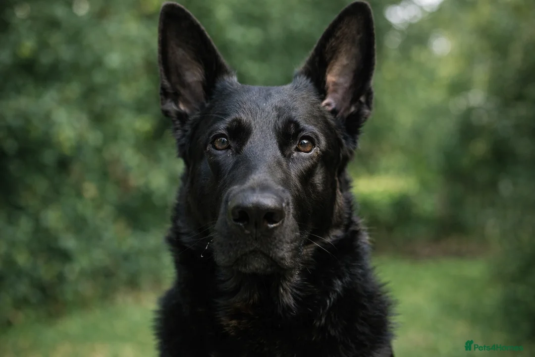 German Shepherd dogs for stud: Purebred GSD Male For *STUD*  in St Albans - Advert 2