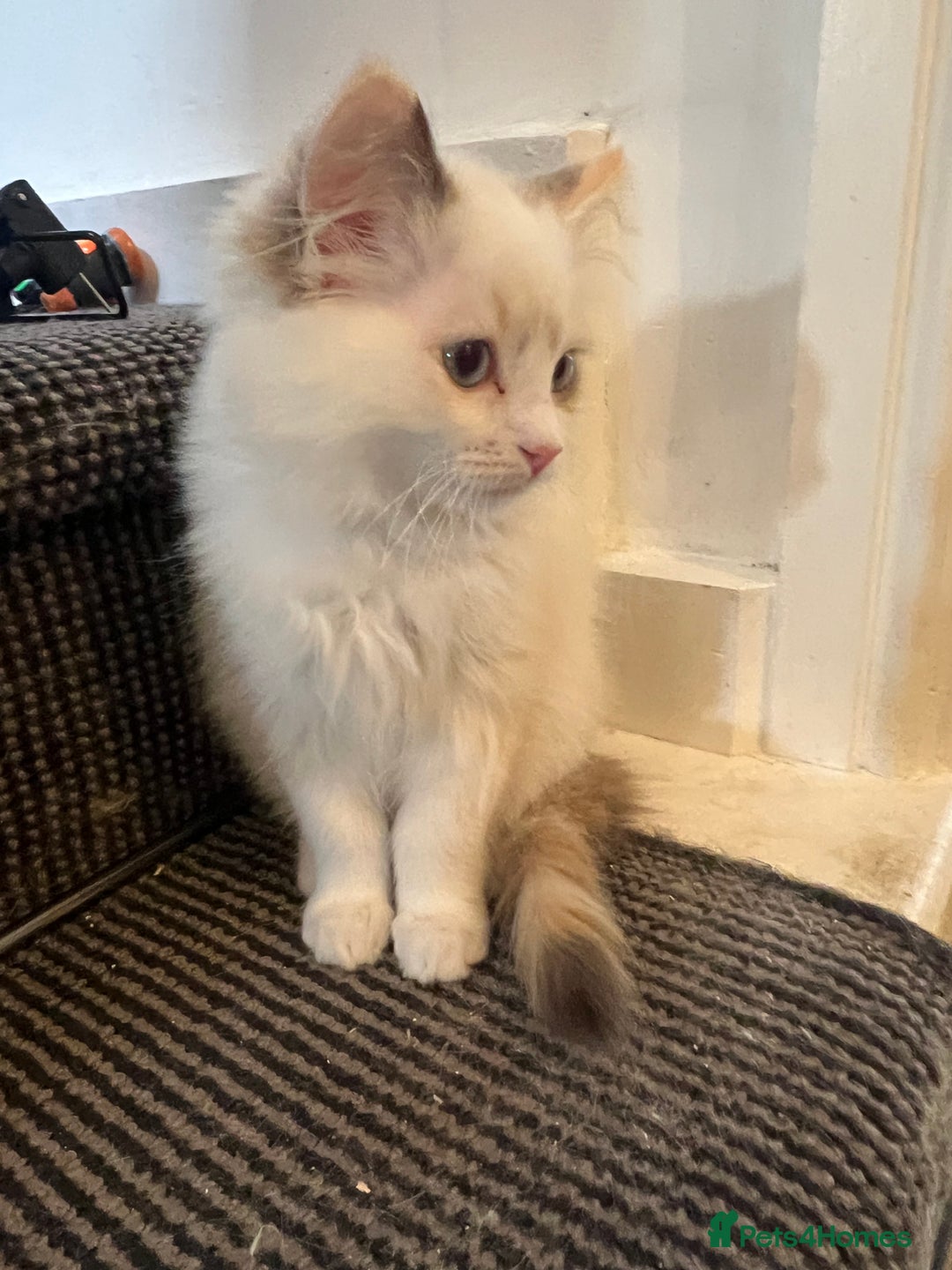 Ragdoll cats for sale: Beautiful female ragdolls - Image 4