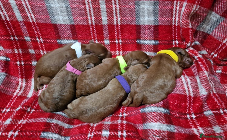 Cockapoo dogs - Advert 2