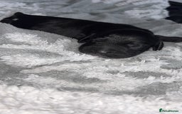 Cockerdor dogs for sale: Cockerdor puppies   - Advert 1