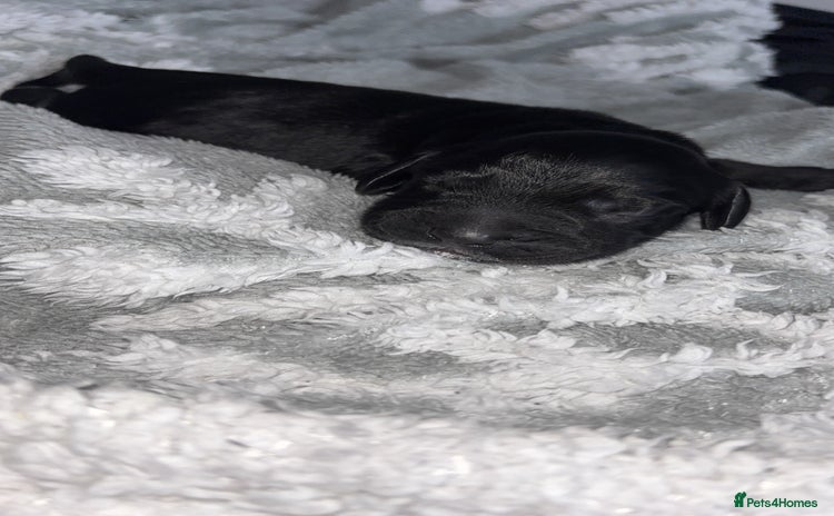 Cockerdor dogs Cockerdor puppies   - Advert 2