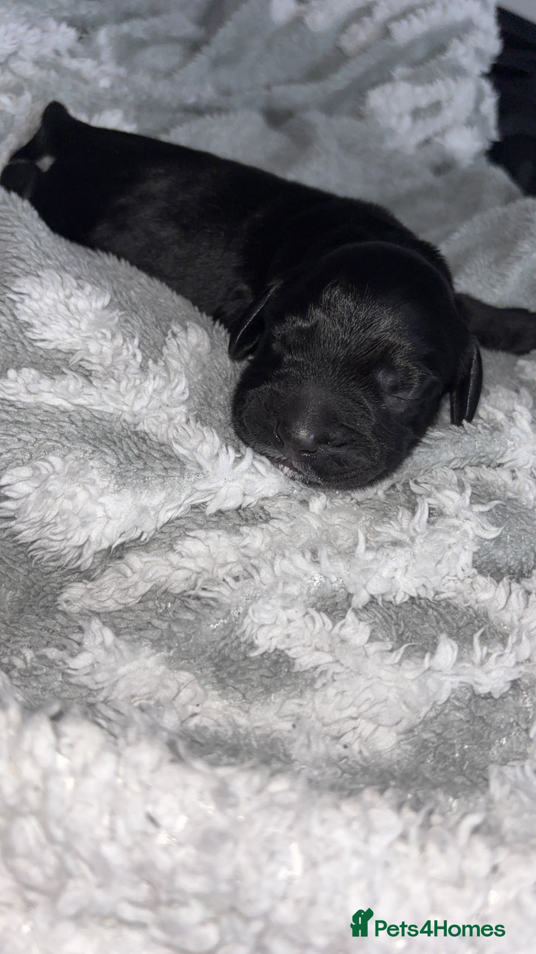 Cockerdor dogs for sale: Cockerdor puppies   - Advert 1