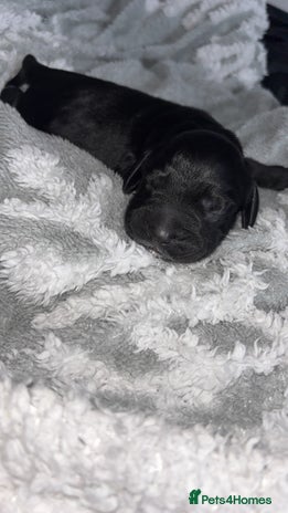 Cockerdor dogs Cockerdor puppies - Advert 1