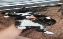 American Shorthair cats for sale: 2 make and 1 female kittens for sale  - Image 5