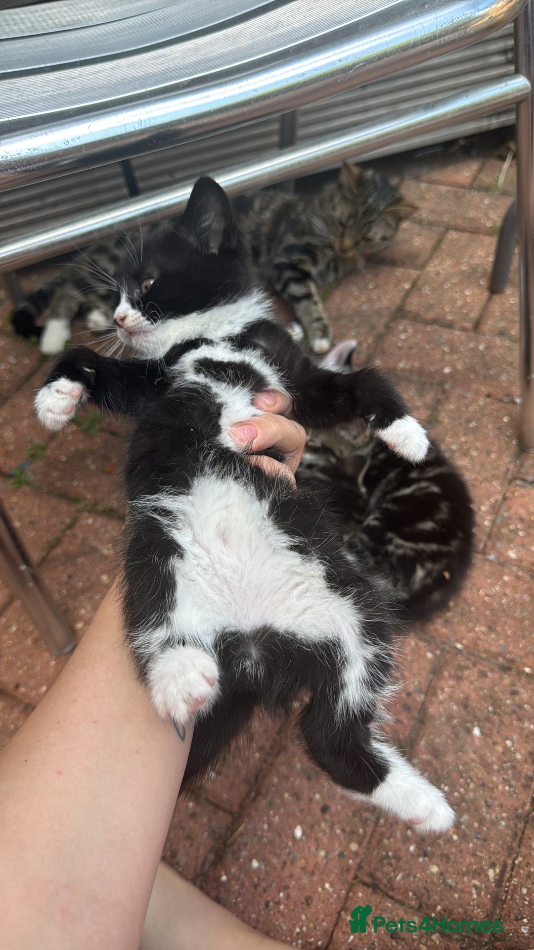 American Shorthair cats for sale: 2 make and 1 female kittens for sale  - Image 5