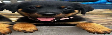 Rottweiler 1
