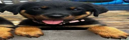 Rottweiler dogs for sale: Beautiful Rottweiler pups  - Advert 3
