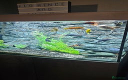 Cichlids fish for sale: Chiclids - Image 3