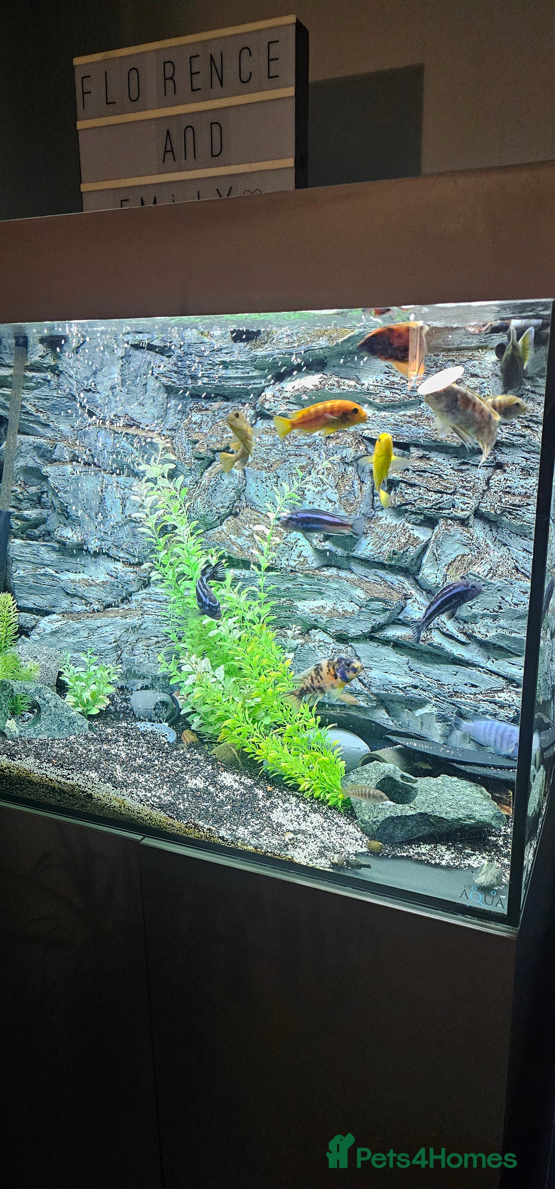 Cichlids fish for sale: Chiclids - Image 3