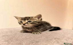 Mixed Breed cats for sale: Tabby Kittens for Sale  - Image 12