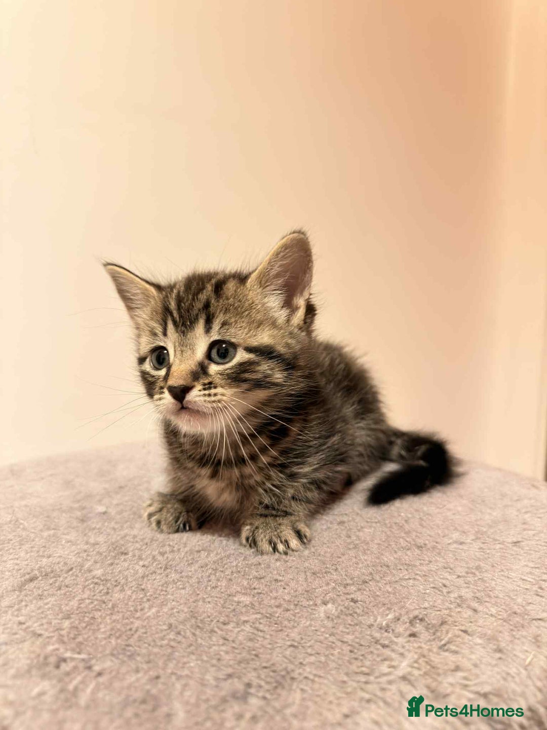 Mixed Breed cats for sale: Tabby Kittens for Sale  - Image 12