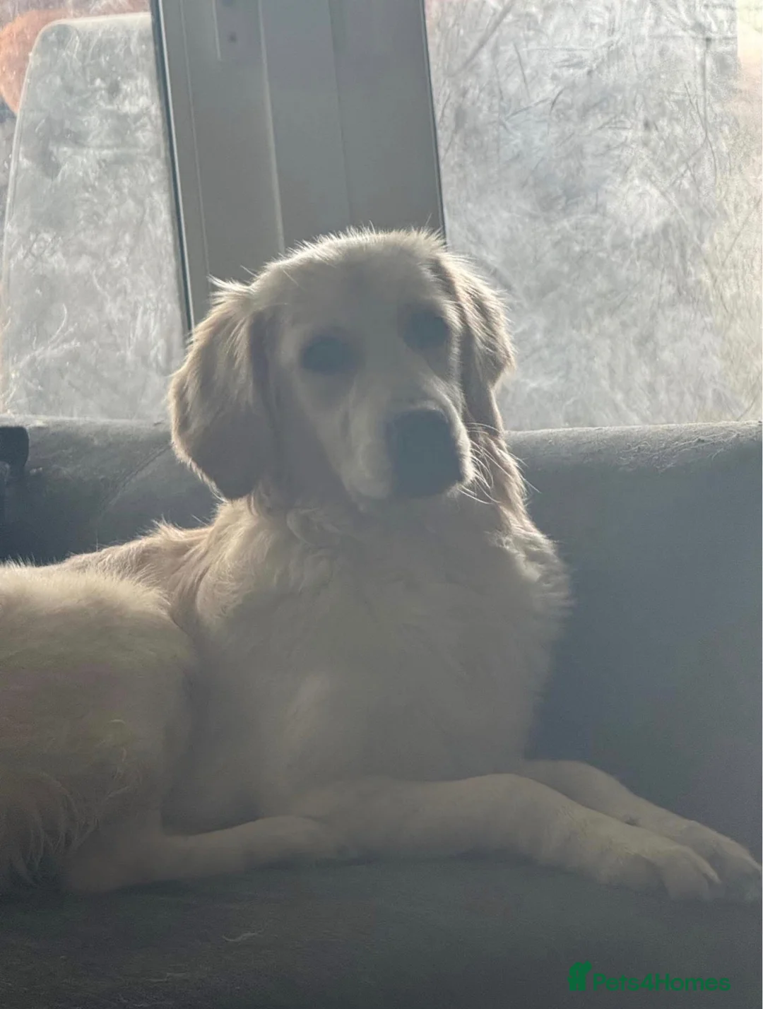 Golden Retriever dogs for sale: Lovely Female Golden Retriver in Dartford - Advert 3