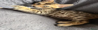 Bengal white collar