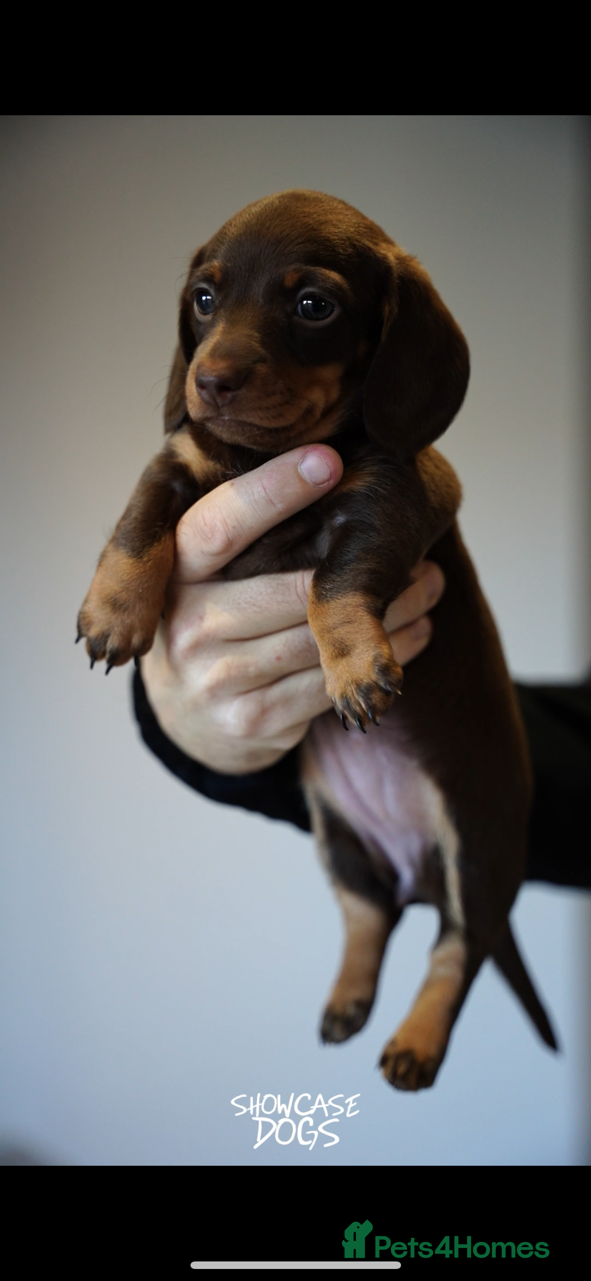 Miniature Dachshund dogs Smooth haired miniature  dachshund kc registered  - Advert 7