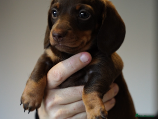 Miniature Dachshund dogs Smooth haired miniature dachshund girl❗️ - Advert 5
