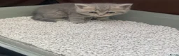 Brazilian Shorthair cats for sale: Beautiful british shorthair kittens blue lilac   - Advert 17