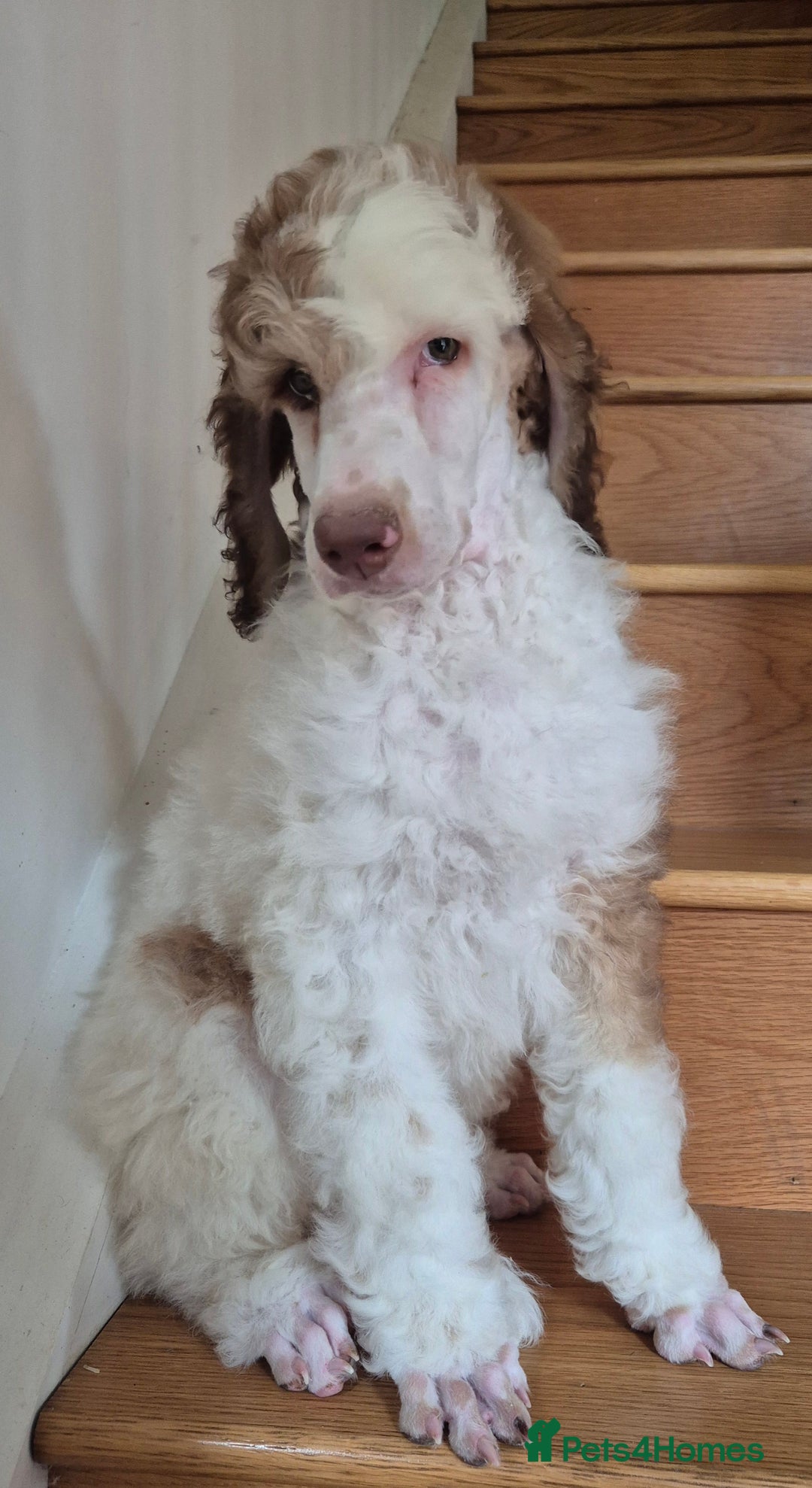 Standard Poodle dogs for sale: KC reg Brown Parti & phantom Standard Poodle pups - Image 15