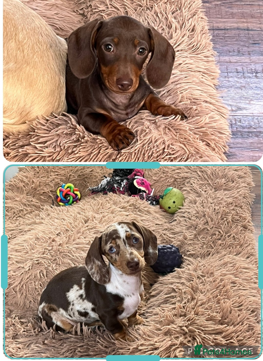 Miniature Dachshund dogs for sale: READY NOW - short haired miniature dachshunds  - Image 2