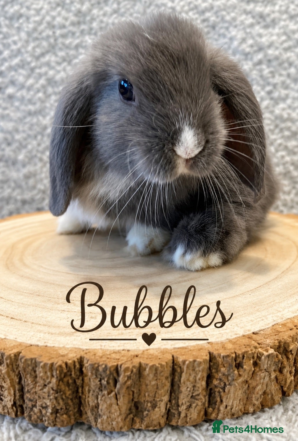 Mini Lop rabbits 🐰 Mini Lop Bunnies Looking for Loving Homes 🐰 - Advert 1