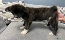 Japanese Akita Inu dogs for sale: Japonese Akita Inu - Advert 17