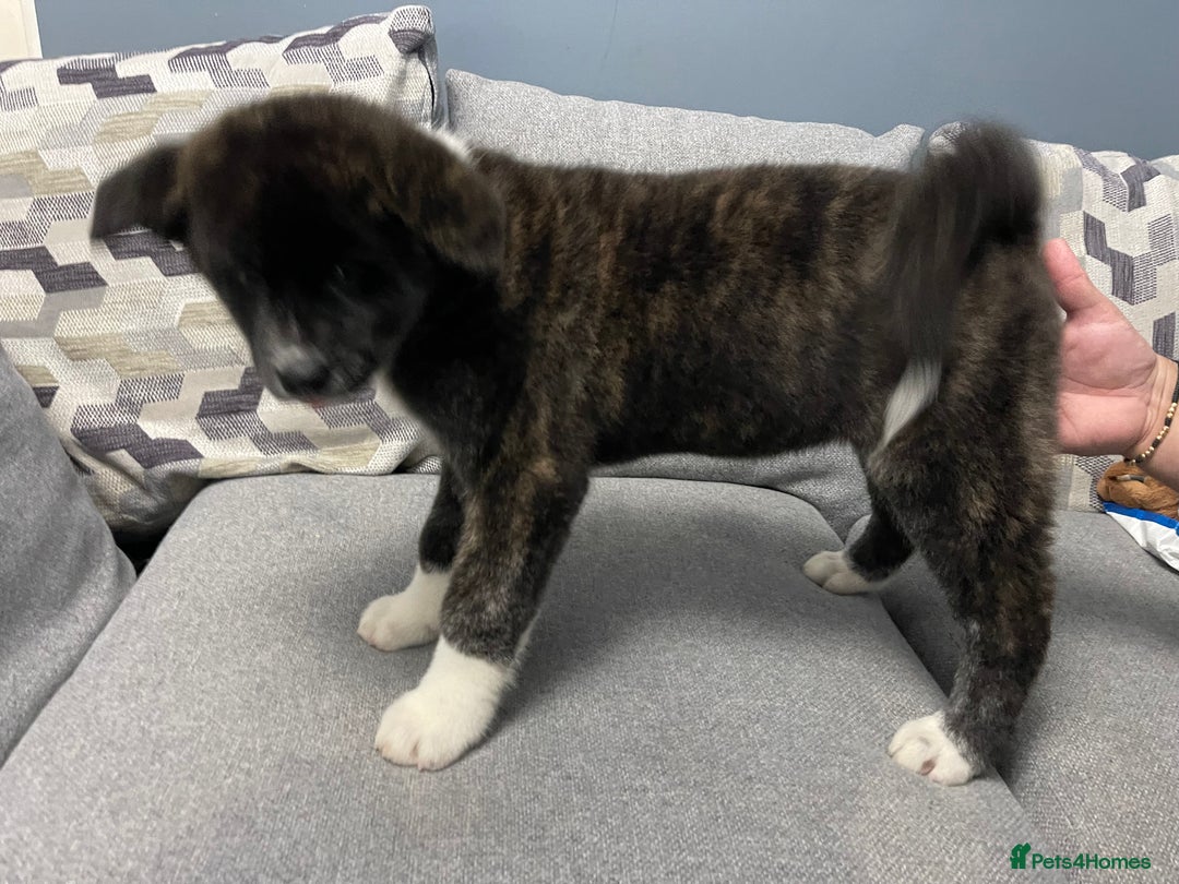 Japanese Akita Inu dogs for sale: Japonese Akita Inu - Advert 17