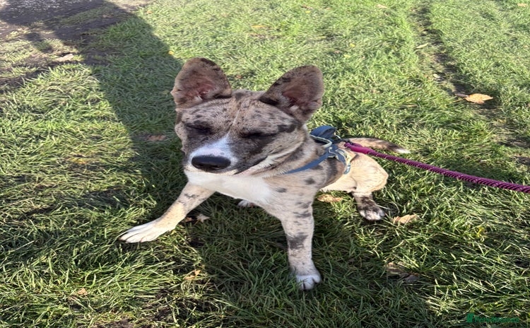 Mixed Breed dogs - Advert 10