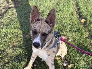 Mixed Breed dogs - Advert 1